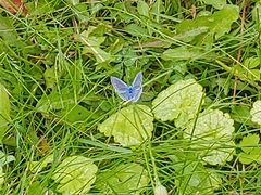 Polyommatus icarus