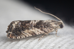 Tortricoidea