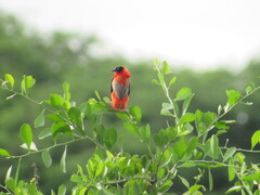 Euplectes franciscanus
