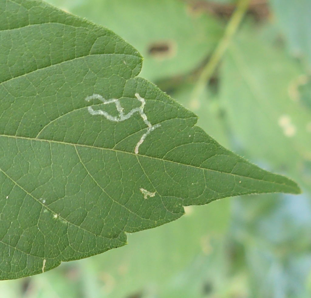 Boxelder Leafroller Moth
