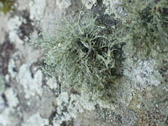 Ramalina intermedia