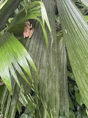 Smilisca phaeota