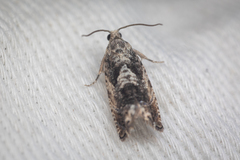 Tortricoidea