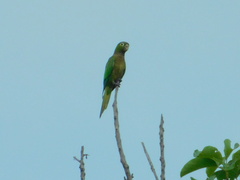Eupsittula nana