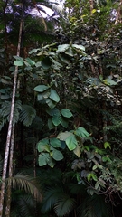 Bathysa australis