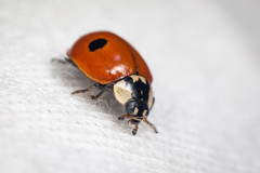 Adalia bipunctata