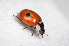 Adalia bipunctata
