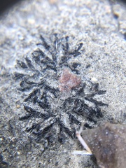Marchantiophyta