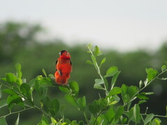 Euplectes franciscanus
