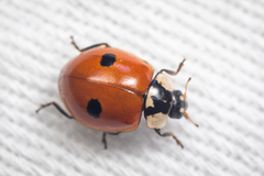 Adalia bipunctata