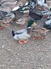 Anas platyrhynchos domesticus