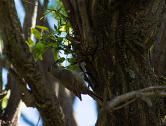 Leptasthenura aegithaloides
