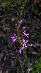 Stylidium productum