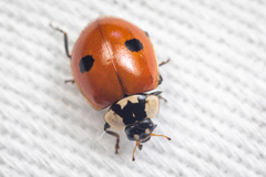 Adalia bipunctata