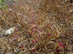 Centrostegia thurberi