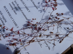 Centrostegia thurberi