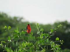 Euplectes franciscanus