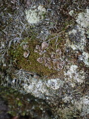 Peltigera didactyla