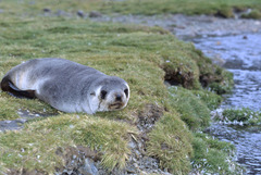 Arctocephalus gazella