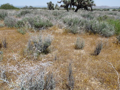 Eriogonum plumatella