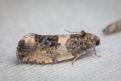 Pseudosciaphila duplex