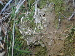 Peltigera lepidophora