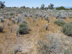 Eriogonum plumatella