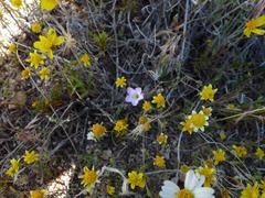 Gilia