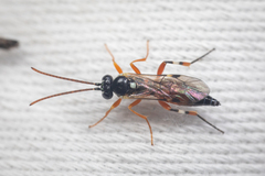 Diplazon laetatorius