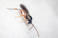 Diplazon laetatorius