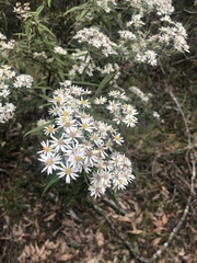 Olearia lirata