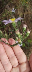 Symphyotrichum walteri