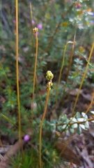 Stylidium lineare