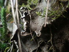 Peltigera lepidophora