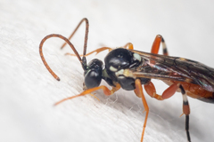 Diplazon laetatorius