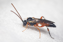 Diplazon laetatorius