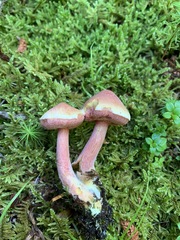 Chalciporus rubinellus