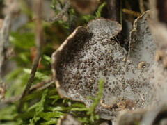 Peltigera lepidophora