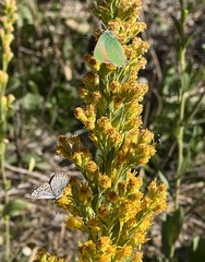 Callophrys dumetorum