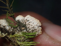 Peltigera lepidophora