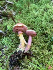 Chalciporus rubinellus