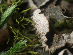 Peltigera lepidophora