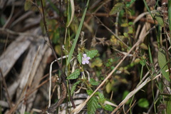 Melochia spicata