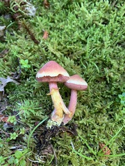Chalciporus rubinellus