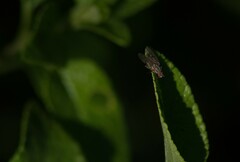Anthomyia punctipennis