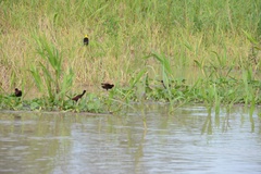 Chrysomus icterocephalus
