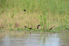 Chrysomus icterocephalus