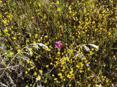 Castilleja exserta exserta