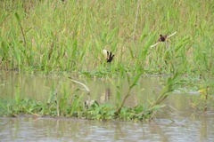 Chrysomus icterocephalus