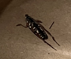 Placosternus difficilis